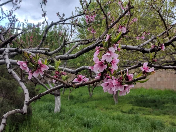 Closeup shot of beautiful pink cherry blossom flowers growing on the tree in the garden — Stock Photo, Image