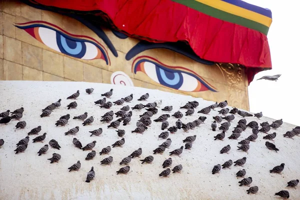 Closeup shot of pigeon standing on the temple's dome — Stock Photo, Image