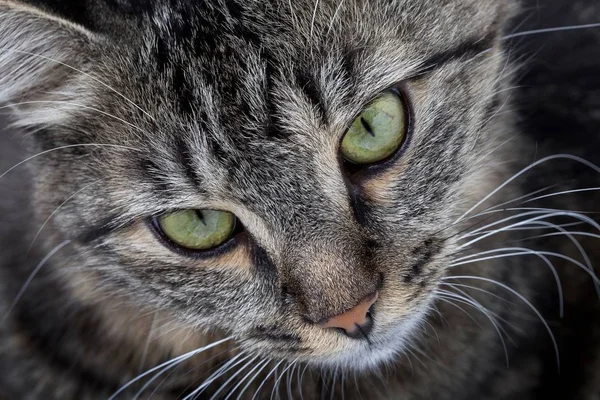 Eine Nahaufnahme Von Einem Niedlichen Grauen Katzengesicht Mit Grünen Augen — Stockfoto