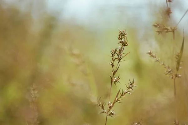 Bir Tarlanın Ortasında Yetişen Hiyerochloe Odorata Aromalı Bitkilerin Yakın Çekim — Stok fotoğraf
