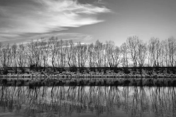 Tiro Tons Cinza Uma Linha Árvores Nuas Refletida Lago Sob — Fotografia de Stock