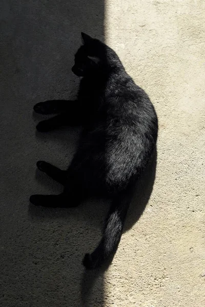 Vysoký Úhel Záběru Černé Kočky Ležící Zemi — Stock fotografie
