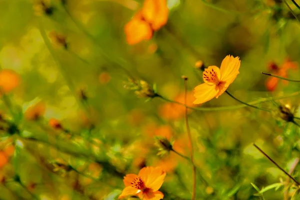 Επιλεκτική φωτογραφία εστίασης χαριτωμένων κίτρινων λουλουδιών Cosmos που μεγαλώνουν στη μέση ενός πρασίνου — Φωτογραφία Αρχείου