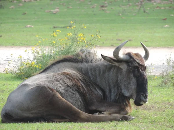 Primer Plano Enfoque Selectivo Animal Wildebeest Sentado Hierba Medio Campo —  Fotos de Stock