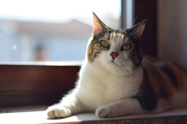 Primer Plano Enfoque Selectivo Gato Doméstico Pelo Corto Sentado Alféizar — Foto de Stock