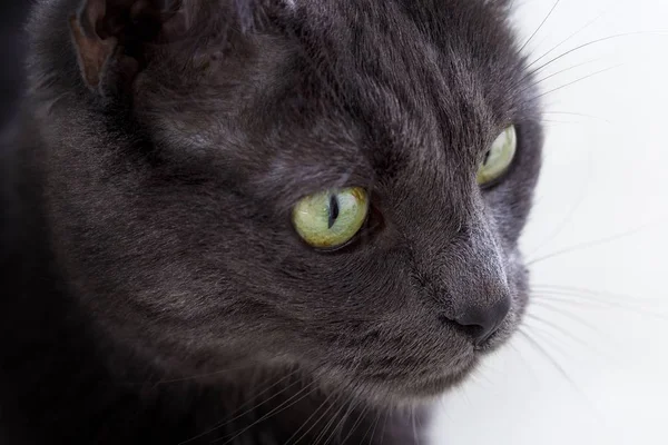 一只长着绿眼睛的可爱灰猫的近照 — 图库照片