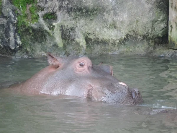 Gros Plan Hippopotame Commun Sortant Furtivement Eau — Photo