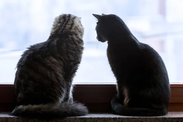 暗い部屋の窓の近くに立っている2匹の黒と灰色の猫のクローズアップショット — ストック写真
