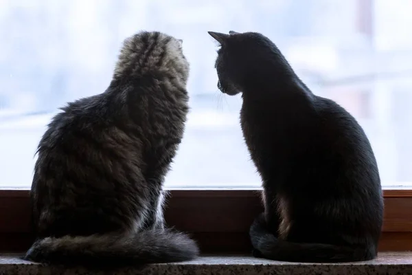 Primer Plano Dos Gatos Negros Grises Pie Cerca Ventana Una —  Fotos de Stock