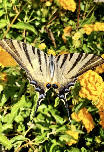 Vertical close-up de um belo rabo de andorinha do velho mundo voando sobre as flores — Fotografia de Stock
