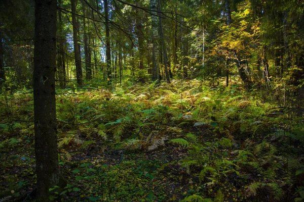 Een Adembenemend Uitzicht Prachtige Bomen Planten Midden Een Actuele Jungle — Stockfoto