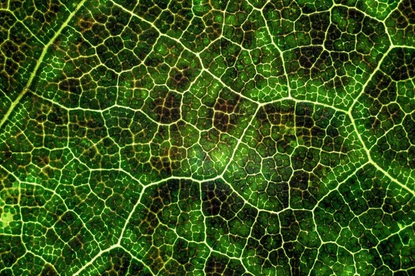 Beautiful Background Exotic Tree Leaf Interesting Textures — Stock Photo, Image