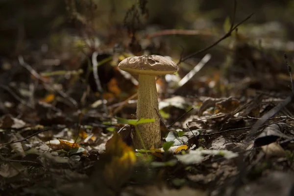 Selective focus shot of a mushroom surrounded by leaves in the middle of the jungle — ストック写真