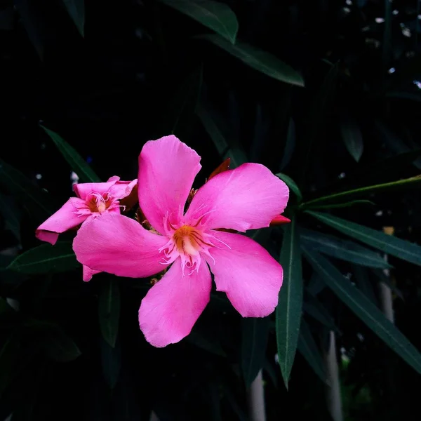 Крупним планом знімок красивої рожево-пелюсткової квітки з зеленим листям — стокове фото