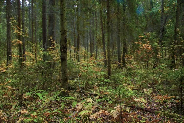 Une Vue Imprenable Sur Les Beaux Arbres Les Plantes Milieu — Photo