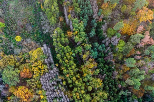 Renkli Ağaçlarla Dolu Güzel Bir Ağaç Ormanının Hava Görüntüsü Doğal — Stok fotoğraf