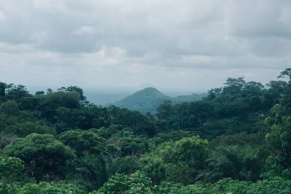 Eine Wunderschöne Landschaft Aus Grünem Baumwald Unter Dem Bewölkten Himmel — Stockfoto