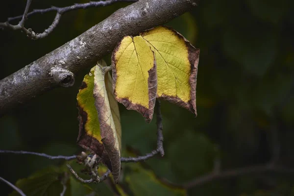 Primer Plano Hojas Secas Una Rama Árbol Con Fondo Borroso — Foto de Stock