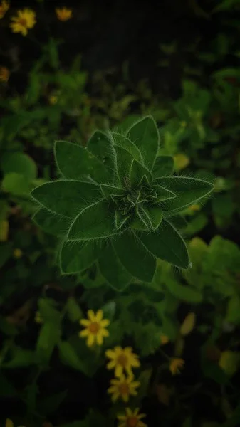 三叶草在森林中央的多年生植物的一个垂直特写镜头 — 图库照片