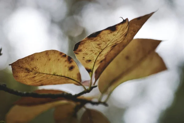 Een Close Shot Van Droge Herfstbladeren Een Wazige Achtergrond — Stockfoto