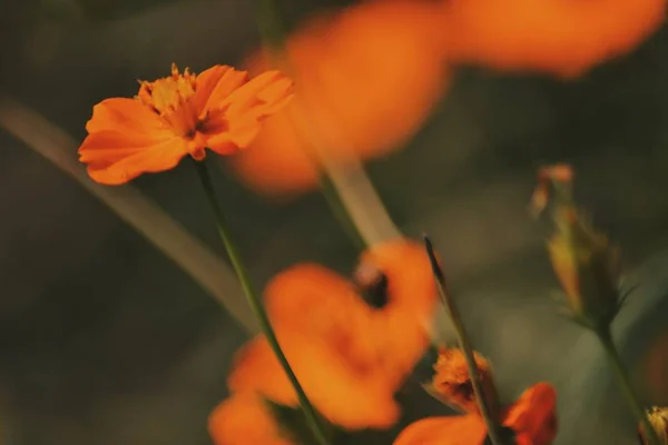 Captura de enfoque selectivo vertical de una linda planta de Cosmos caudatus naranja — Foto de Stock
