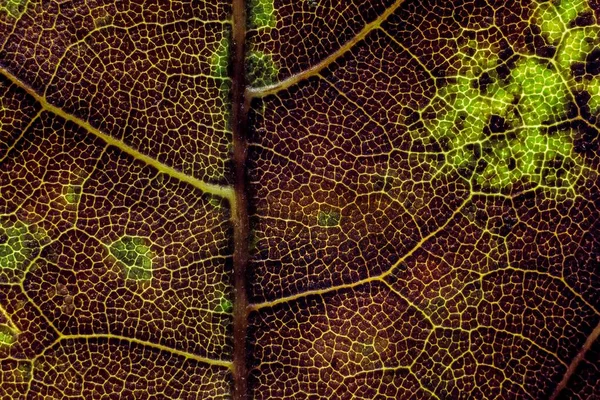 Piękne Tło Egzotycznego Liścia Drzew Ciekawej Fakturze — Zdjęcie stockowe