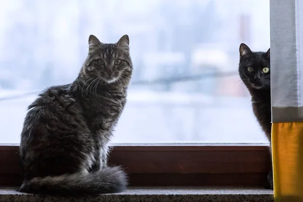 Egy Közeli Felvétel Két Fekete Szürke Macskáról Amint Ablak Mellett — Stock Fotó