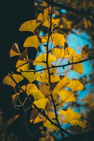 Tiro Close Vertical Galho Árvore Com Folhas Amarelas — Fotografia de Stock