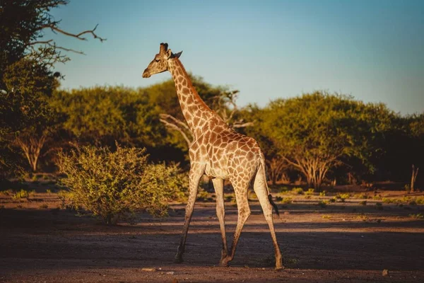 Une Girafe Dans Désert Namibie Afrique Avec Les Arbres Arrière — Photo