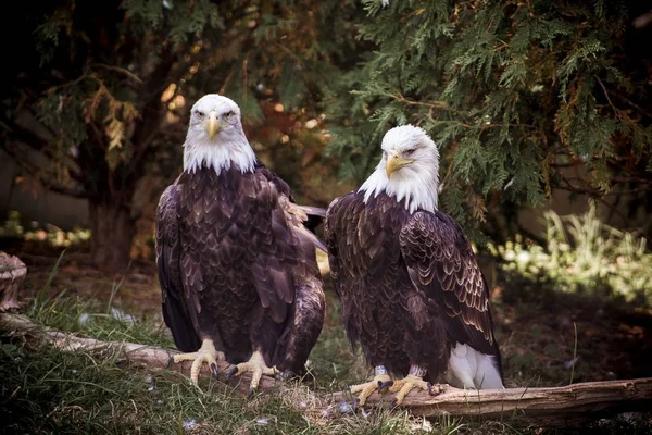 Closeup shot of two bald eagles sitting near each other with a natural background — Stock Photo, Image