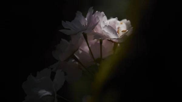 Närbild skott av en vacker vit kronblad blomma på en suddig bakgrund — Stockfoto