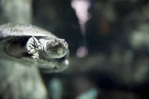 El disparo de cierre de una tortuga submarina de estanques ha desdibujado fondo. —  Fotos de Stock