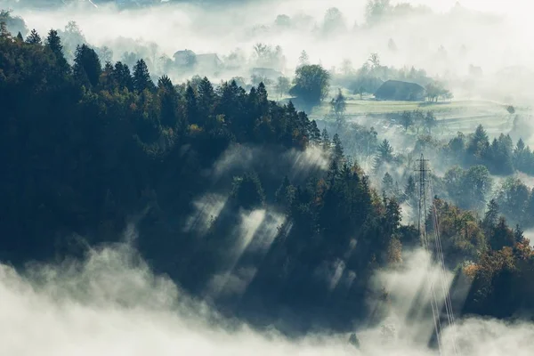 Uno Scatto Aereo Una Bellissima Foresta Arborea Ricoperta Nebbia Bled — Foto Stock