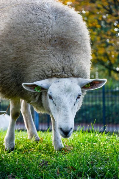 Een Verticaal Schot Van Een Schaap Wei Een Wazige Achtergrond — Stockfoto