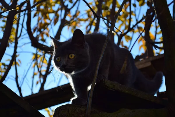 Belo Gato Preto Com Expressivos Olhos Amarelos Pendurados Meio Jardim — Fotografia de Stock