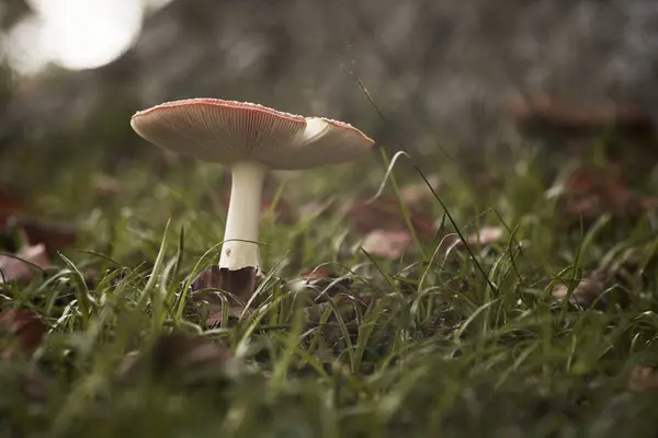 在模糊的背景下，草场上的蘑菇的特写照片 — 图库照片