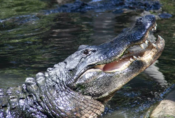 Closeup Selective Focus Shot American Crocodile Pulling Its Head Out — 스톡 사진