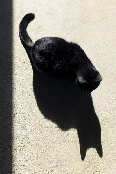 Tiro Ângulo Alto Gato Preto Brincando Com Sua Sombra Dia — Fotografia de Stock