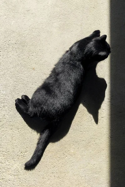 Colpo Angolo Alto Gatto Nero Sdraiato Terra — Foto Stock