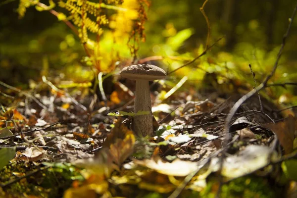 Closeup tiro de um cogumelo no chão coberto com folhas no meio da floresta — Fotografia de Stock