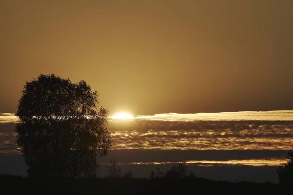 背景に夕日の美しい景色を望むビーチの木々のシルエット — ストック写真