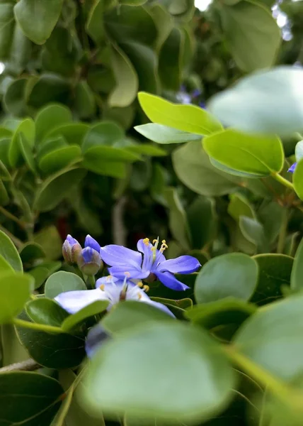 背景に緑色の葉を持つ紫色の花弁の垂直ショット — ストック写真