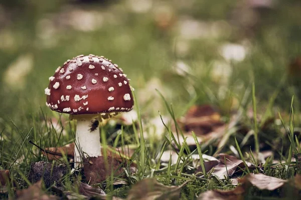Nahaufnahme eines roten Pilzes mit weißen Punkten auf einem Grasfeld mit verschwommenem Hintergrund — Stockfoto