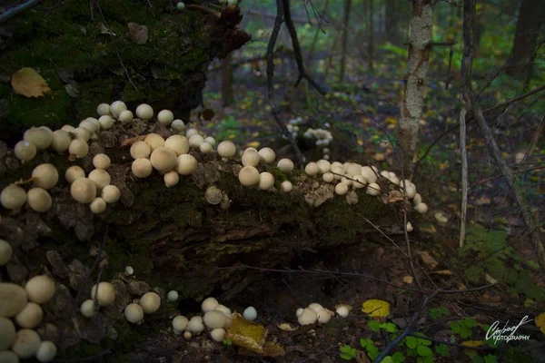 Belle vue sur les champignons cultivés sur un arbre couvert de mousse au milieu de la jungle — Photo