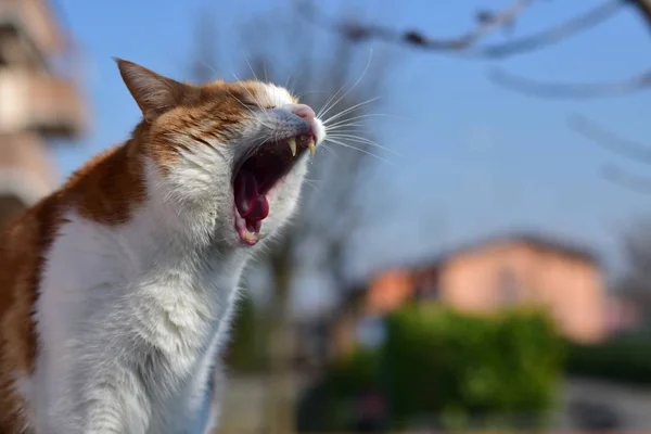 Selective Focus Closeup Shot Domestic Short Haired Cat Yawning Park — 스톡 사진