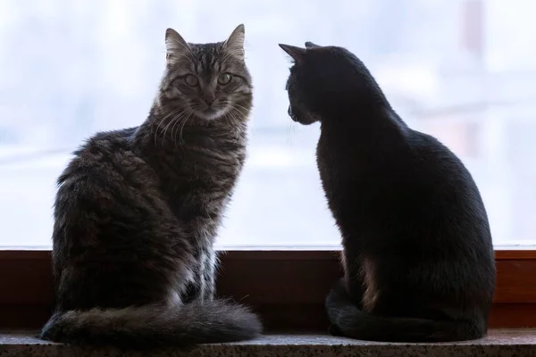 Närbild Skott Två Svarta Och Grå Katter Står Nära Fönstret — Stockfoto
