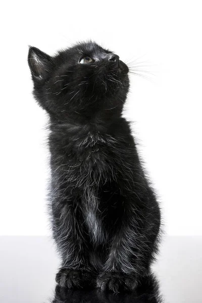 Tiro Vertical Gatinho Preto Bonito Olhando Para Cima Sentado Uma — Fotografia de Stock