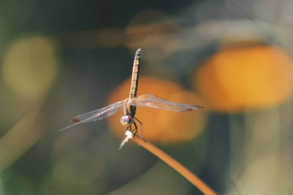 Closeup Selective Focus Shot Dragonfly Stem — 스톡 사진
