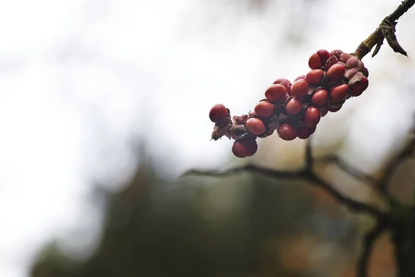 背景模糊的红色树莓的特写镜头 — 图库照片