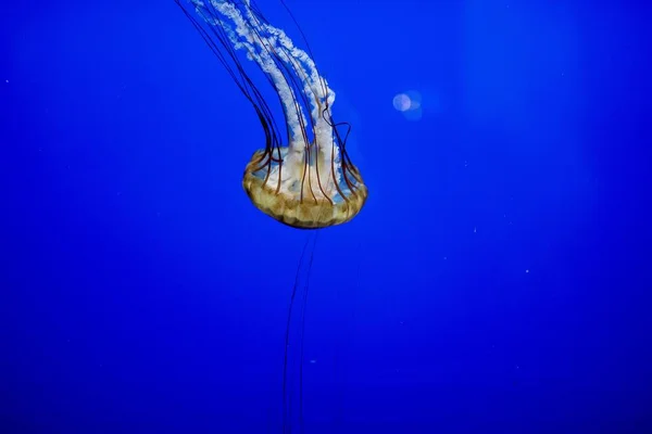Zbliżenie zdjęcia pięknej meduzy pod wodą z niebieskim tłem — Zdjęcie stockowe